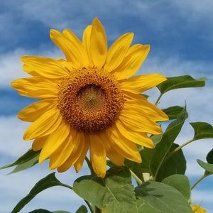 Meet your Posher, Robin